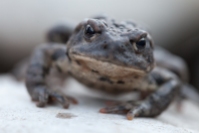 Boreal toad, October 26, 2013