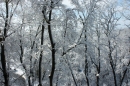 Snow covered trees, December 3, 2012