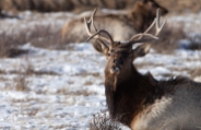 Elk, December 1, 2013