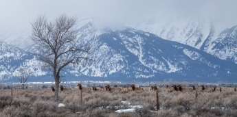 Migrating Elk, April 1, 2014